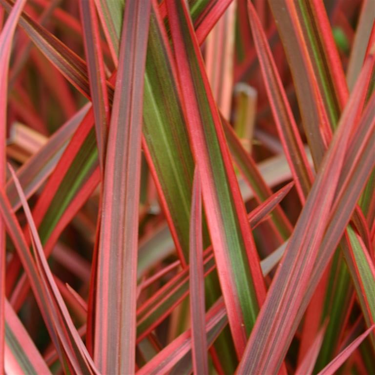 Phormium 'Joker' (P)