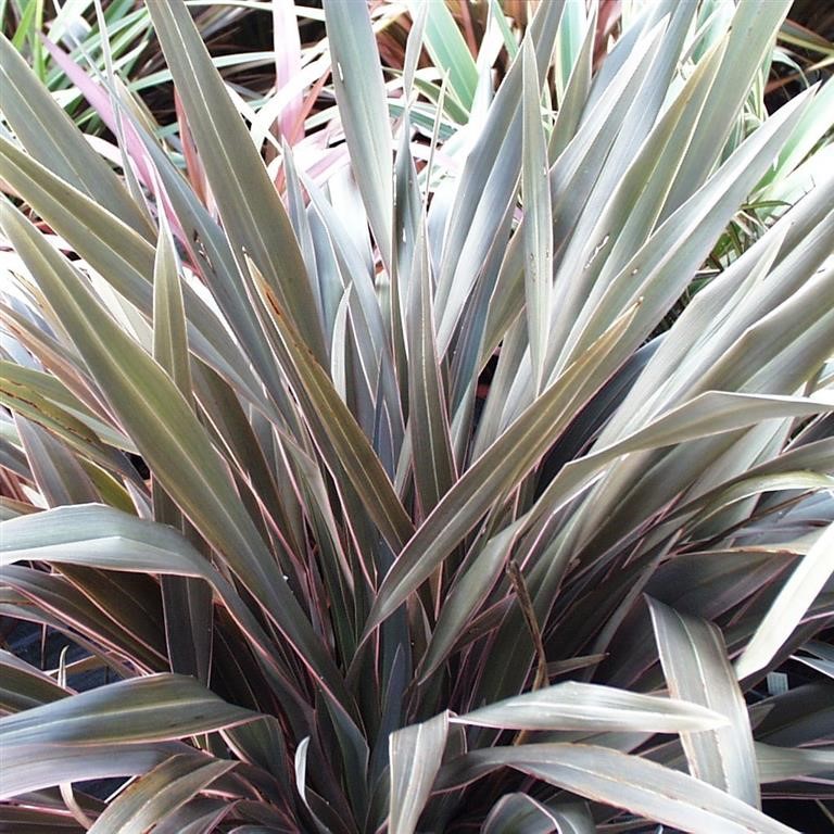 Phormium 'Pink Stripe'