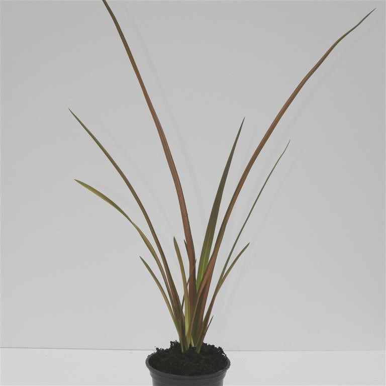 Phormium 'Rainbow Sunrise'