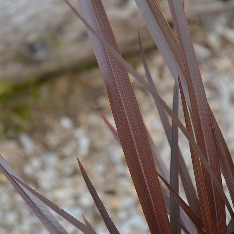 Phormium 'Red Sensation'