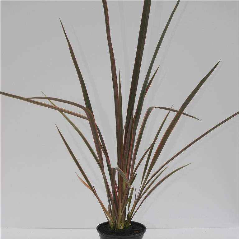 Phormium 'Sundowner'