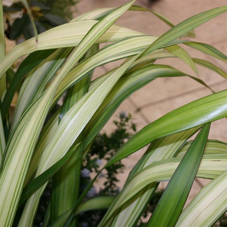 Phormium 'Yellow Wave'