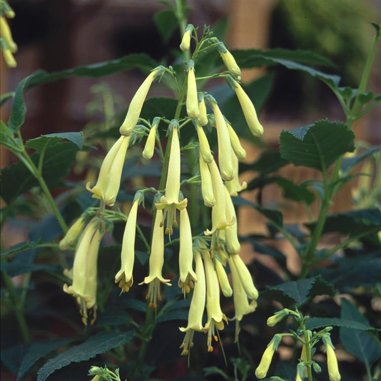 Phygelius x rectus 'Moonraker'