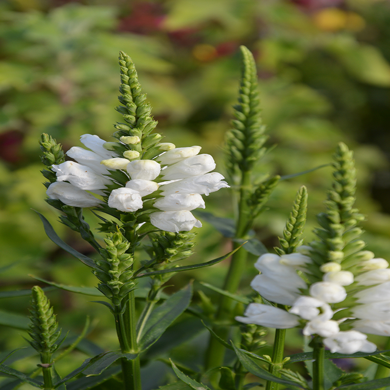 Physostegia virginiana 'Snow Dragon' (VR)