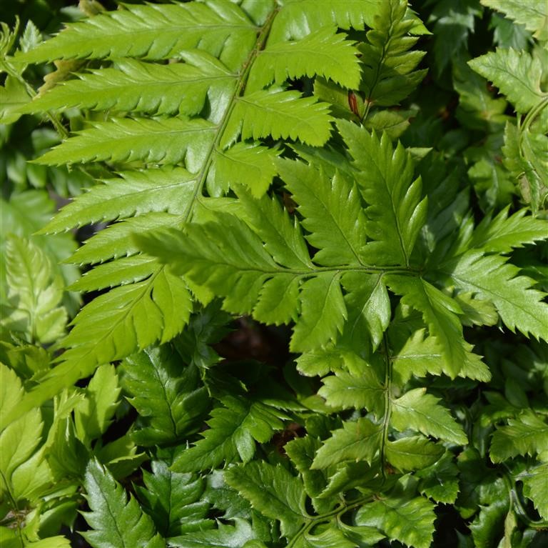 Polystichum rigens (Prickly Holly Fern)