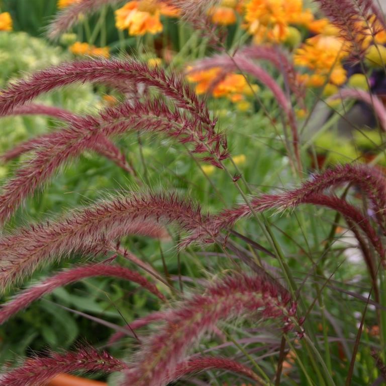 Pennisetum x advena 'Rubrum'