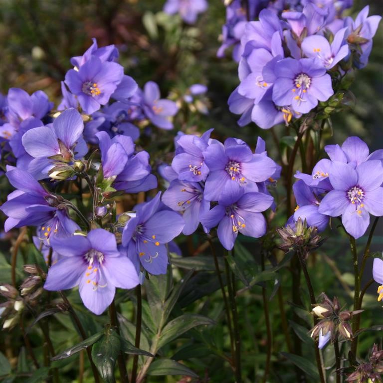 Polemonium brandegeei 'Bressingham Purple' (VR)