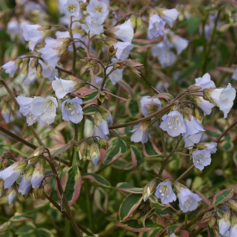 Polemonium 'Stairway to Heaven' (P)