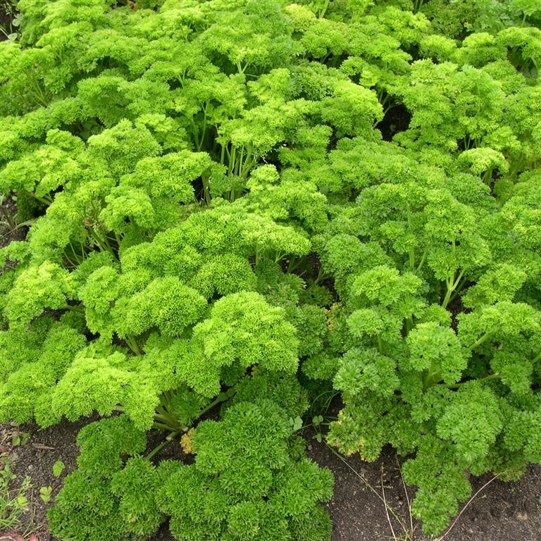 Petroselinum crispum 'Curly' (Parsley)