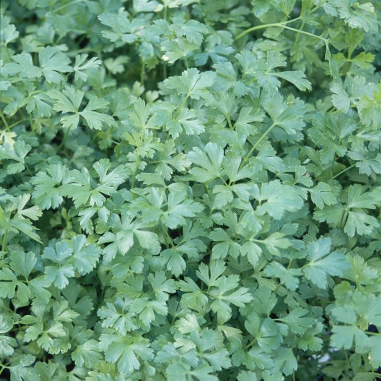 Petroselinum crispum 'French' (Parsley, Flat Leaved)