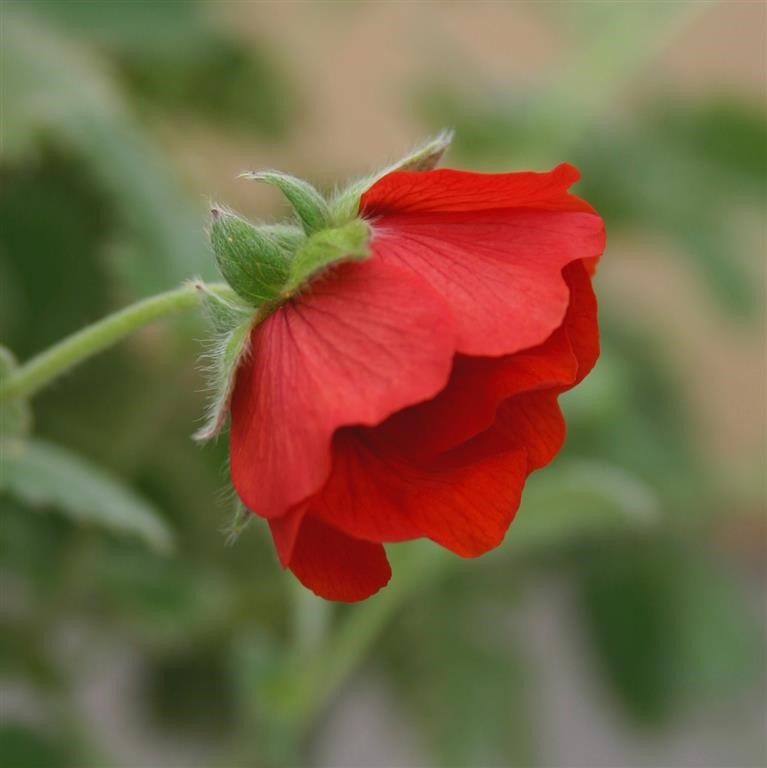 Potentilla atrosanguinea 'Scarlet Starlit'