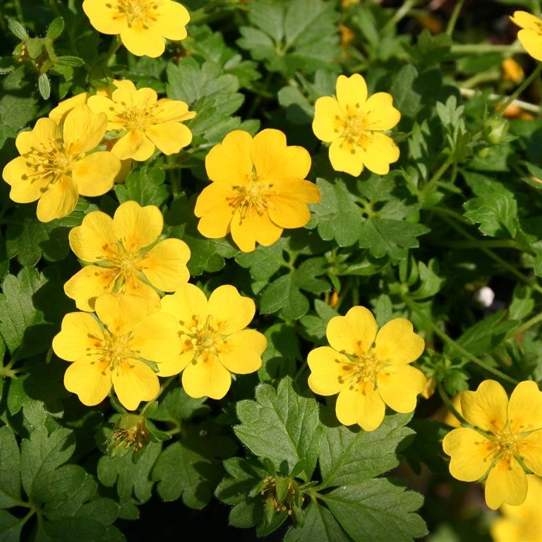 Potentilla verna 'Nana'