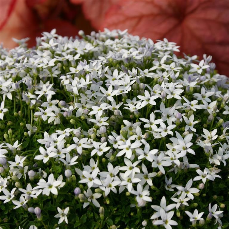 Pratia pedunculata 'Alba' (VR)