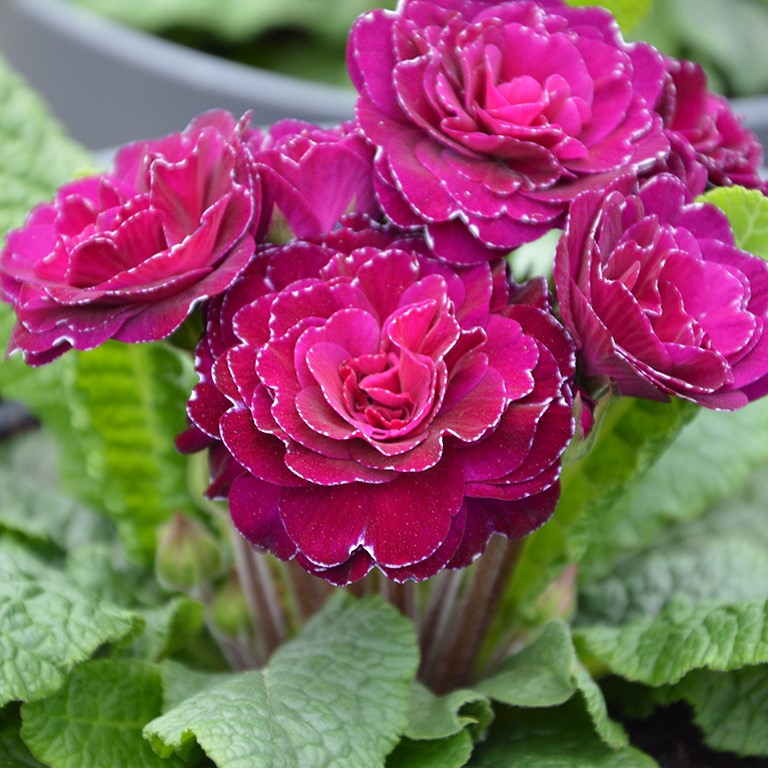 Primula  Bel. 'Beaujolais' (Ruby Champagne) (P)