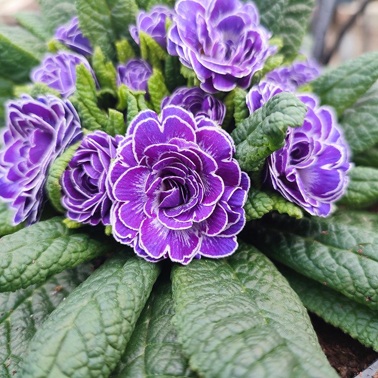 Primula  Belarina 'Blue Ripples' (P)