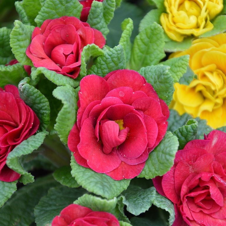 Primula  Belarina 'Carmen' (P)