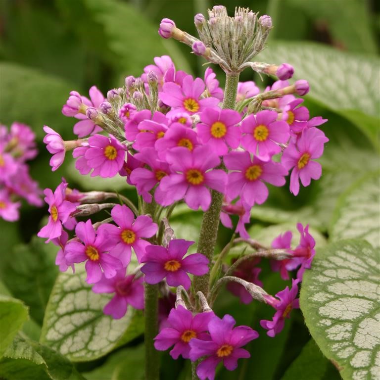 Primula beesiana