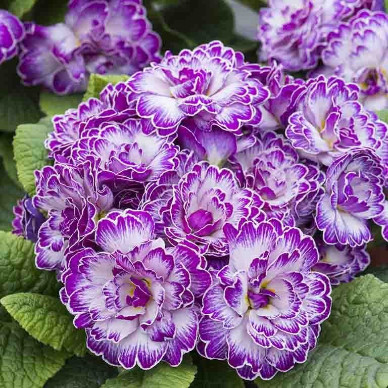 Primula  Belarina 'Lively Lilac' (P)