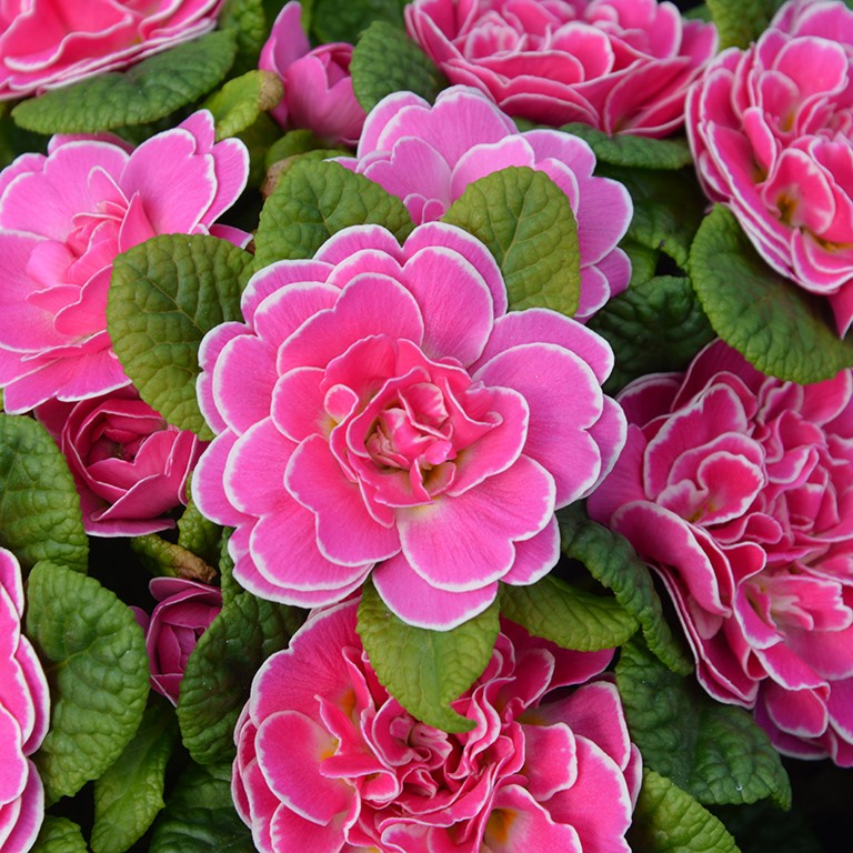 Primula  Belarina 'Rosalina' (P)
