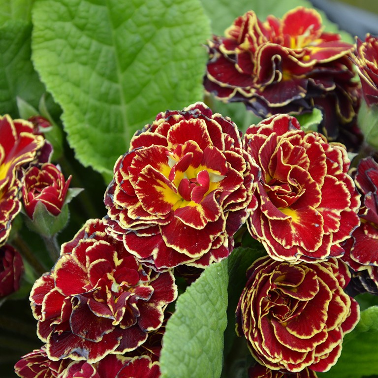 Primula  Belarina 'Sunrise Ruby' (P)