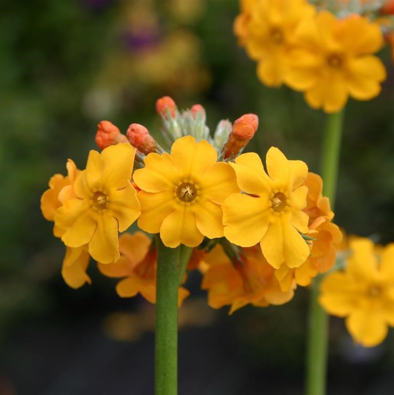 Primula bulleyana