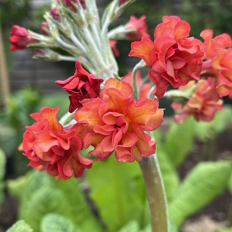 Primula  Candlelight� 'Apricot' (P)