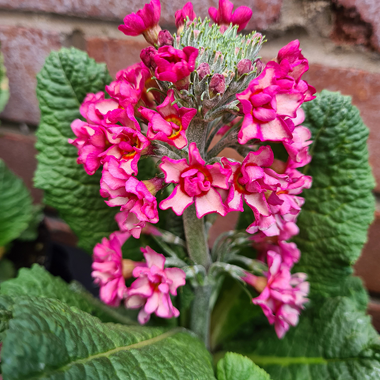 Primula  Candlelight� 'Bicolour' (P)