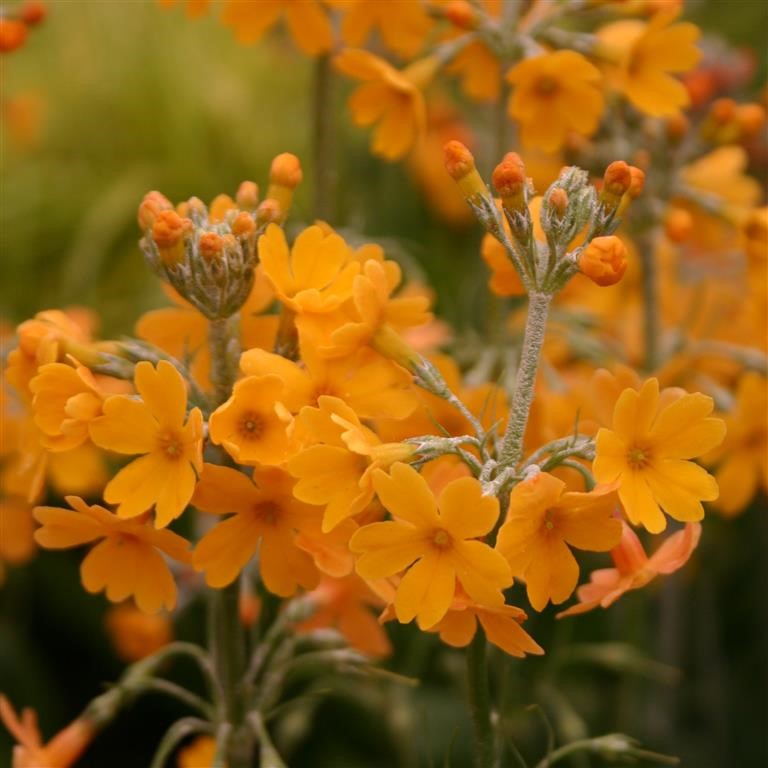 Primula chungensis