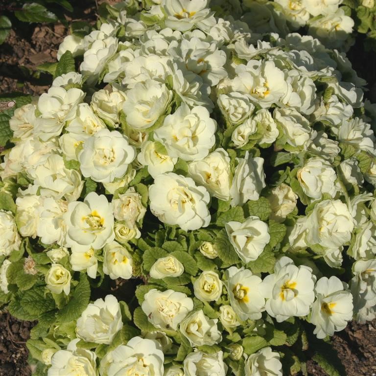 Primula  Belarina 'Cream' (P)