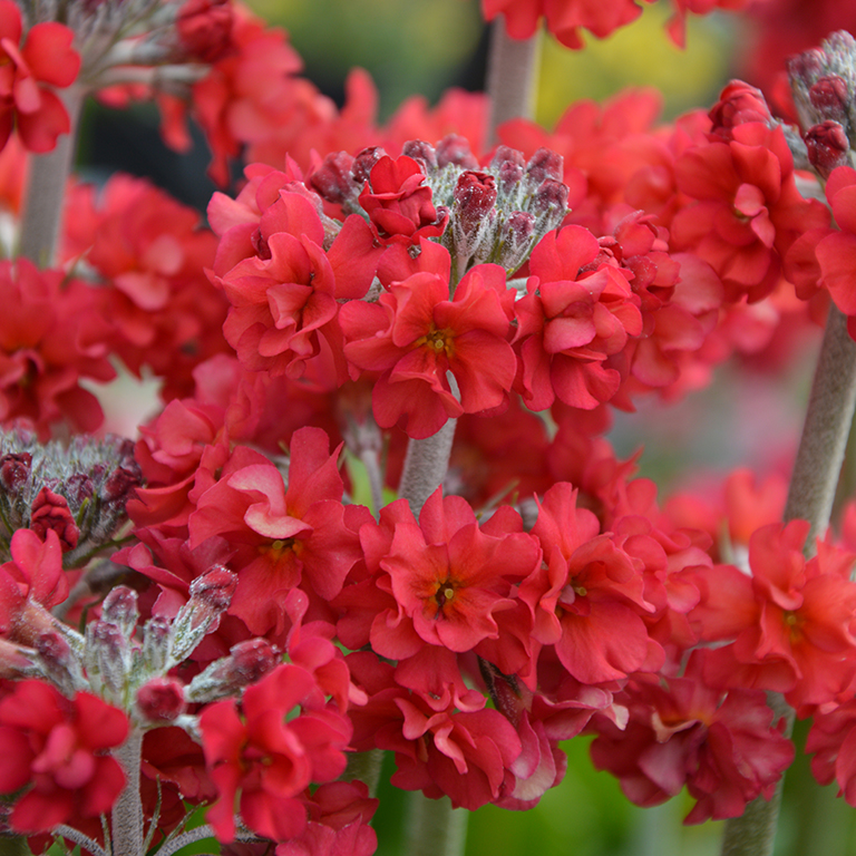Primula  Candlelight� 'Scarlet' (P)