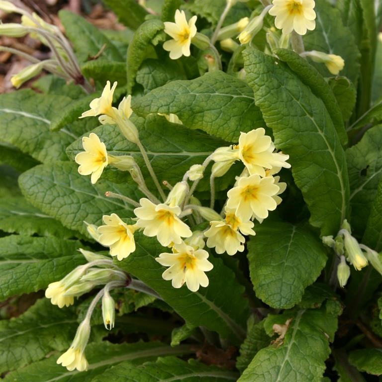 Primula elatior