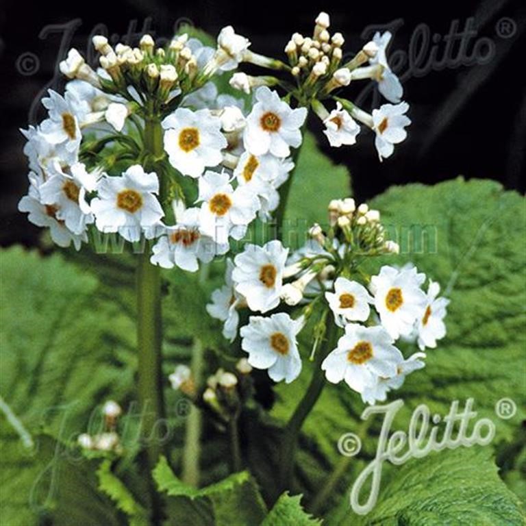 Primula japonica 'Alba'