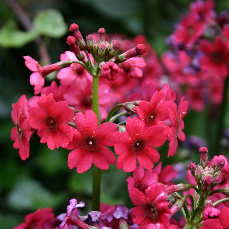 Primula japonica 'Miller's Crimson'