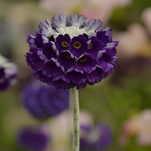 Primula capitata ssp.mooreana