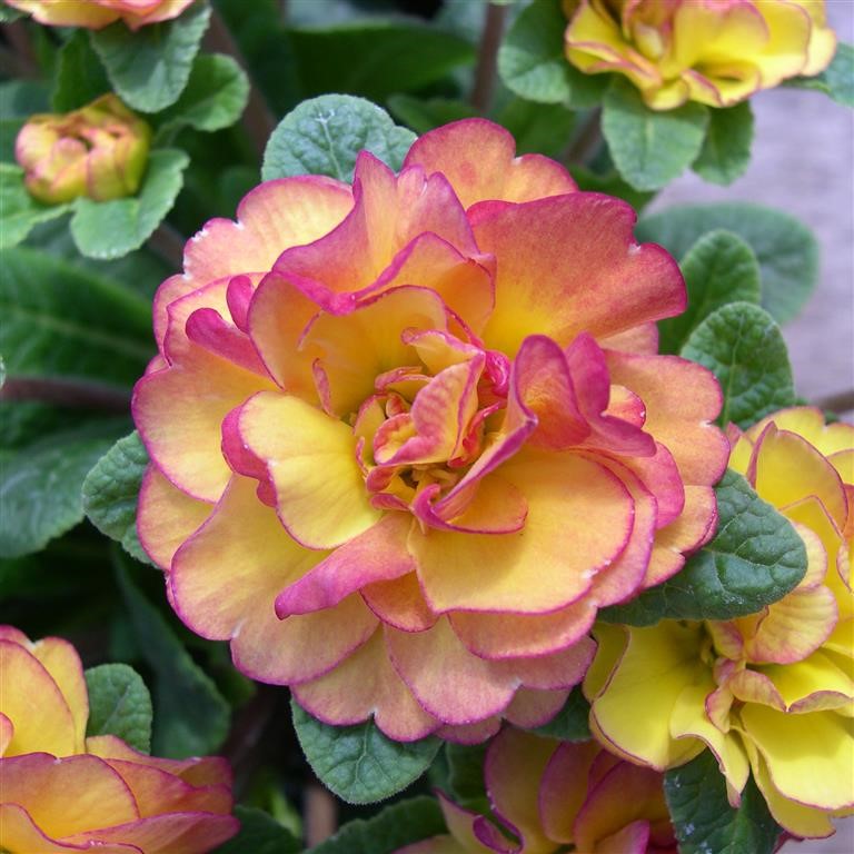 Primula  Belarina 'Nectarine' (P)