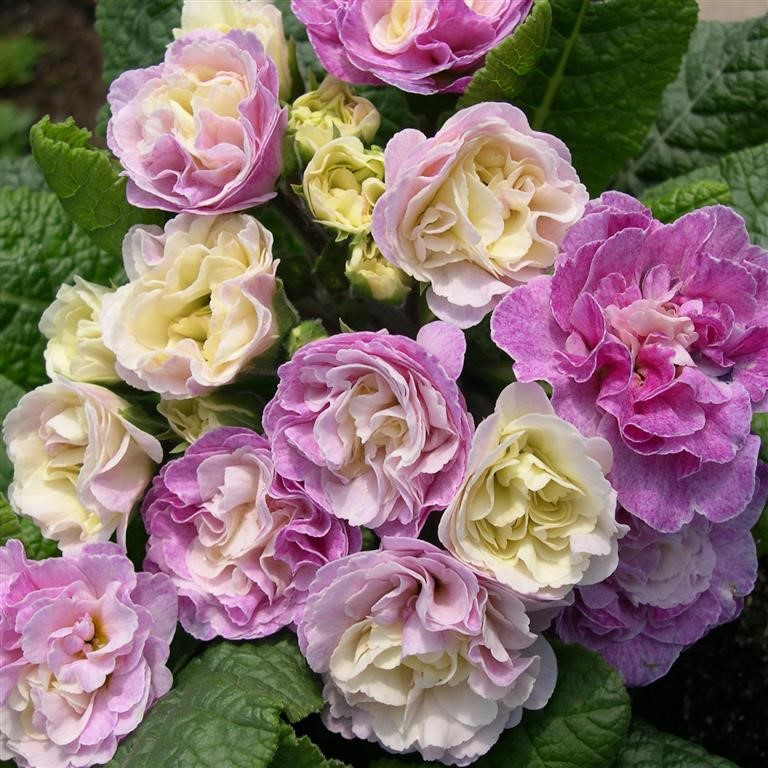 Primula  Belarina 'Pink Ice' (P)