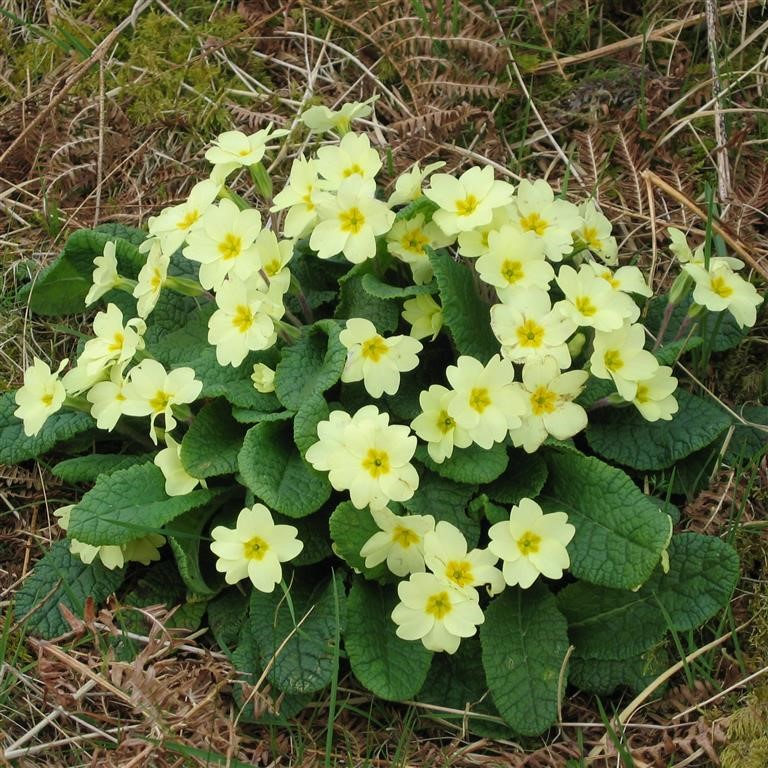 Primula vulgaris (Common Primrose)