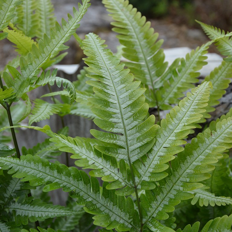 Pteris argyraea (VR)  (Silver Brake Fern)