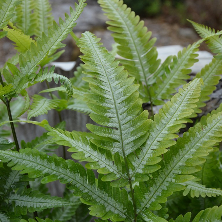 Pteris argyraea (VR)