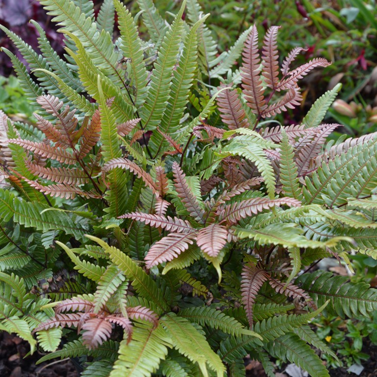Pteris quadriaurita (VR)  (Painted Brake Fern)