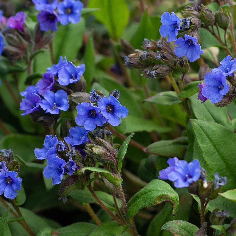 Pulmonaria 'Blue Ensign'