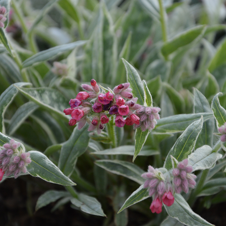 Pulmonaria 'Raspberry Frost' (P)