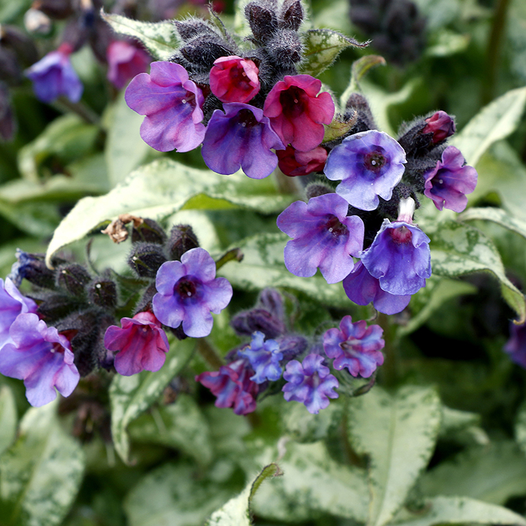 Pulmonaria 'Silver Scimitar' (P)