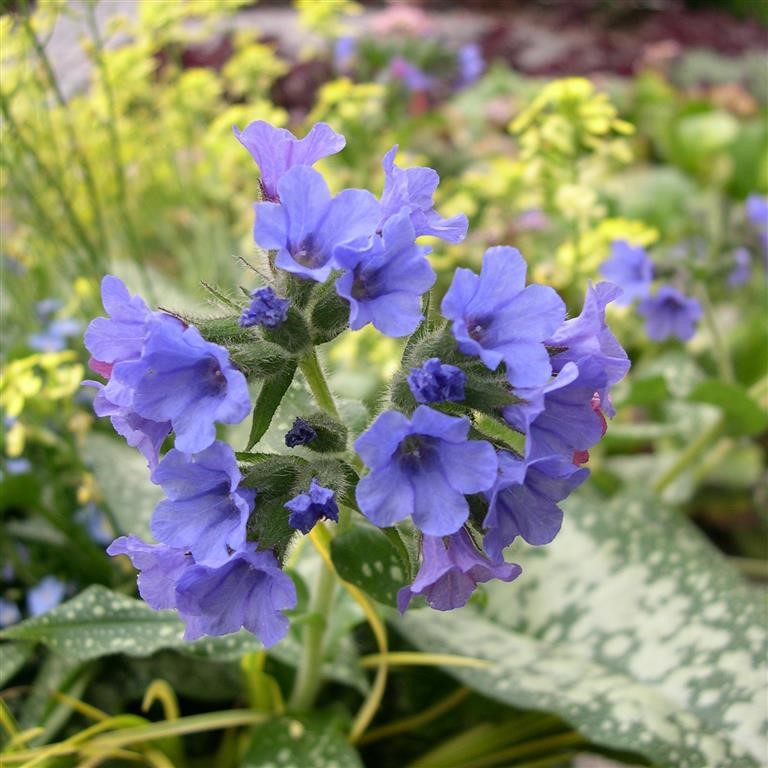 Pulmonaria 'Trevi Fountains' (VR)