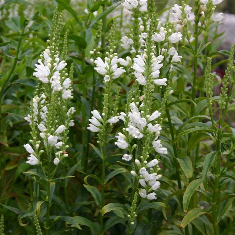 Physostegia virginiana 'Alba'