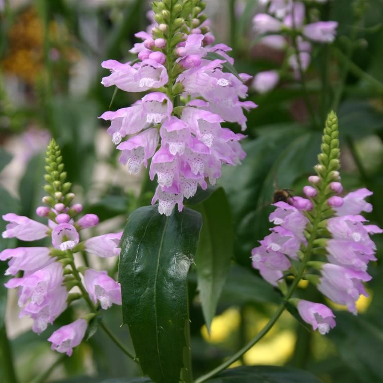 Physostegia virginiana 'Rosea'