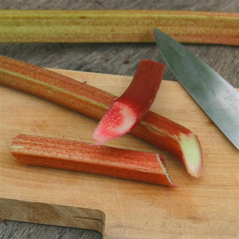 Rheum x hybridum 'Victoria' (Rhubarb)