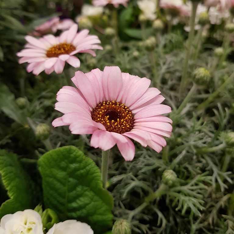 Rhodanthemum 'African Rose' (VR)