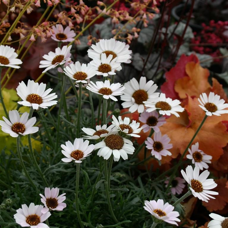 Rhodanthemum 'Moondance' (VR)