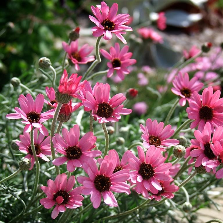 Rhodanthemum 'Pretty in Pink' (VR)